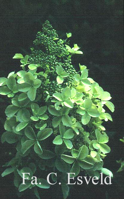 Hydrangea paniculata 'Mid Late Summer'