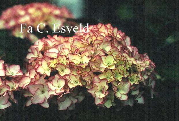 Hydrangea macrophylla 'Sabrina'