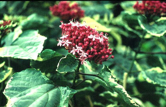 Clerodendrum bungei 'Pink Diamond'