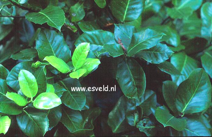 Ilex perado ssp. platyphylla