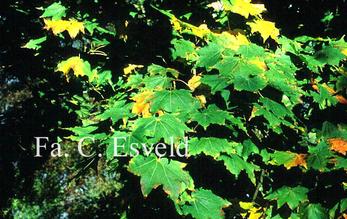 Acer pictum ssp. okomotoanum