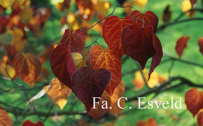 Cercis canadensis 'Forest Pansy'