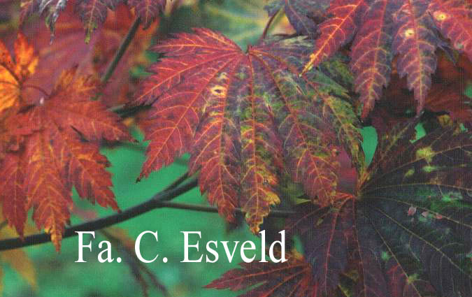 Acer japonicum