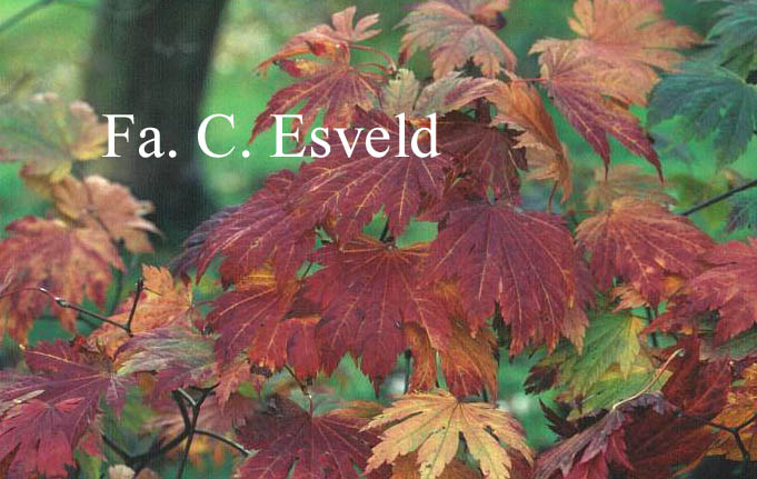 Acer japonicum