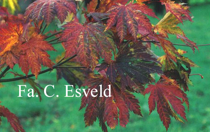 Acer japonicum