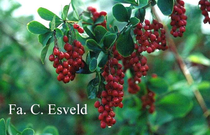 Berberis jamesiana