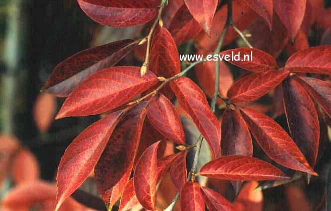 Stewartia monadelpha