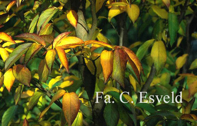 Stewartia pseudocamellia 'Koreana'