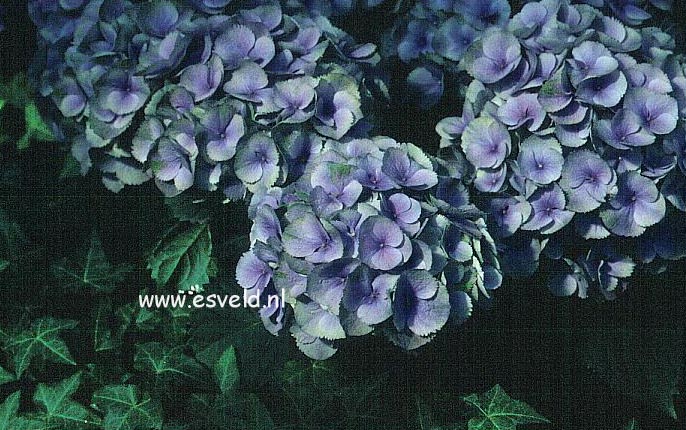 Hydrangea macrophylla 'Blauer Zwerg' (LAVBLAA)