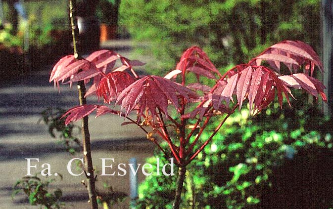 Toona sinensis 'Flamingo'