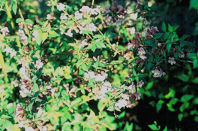 Abelia engleriana