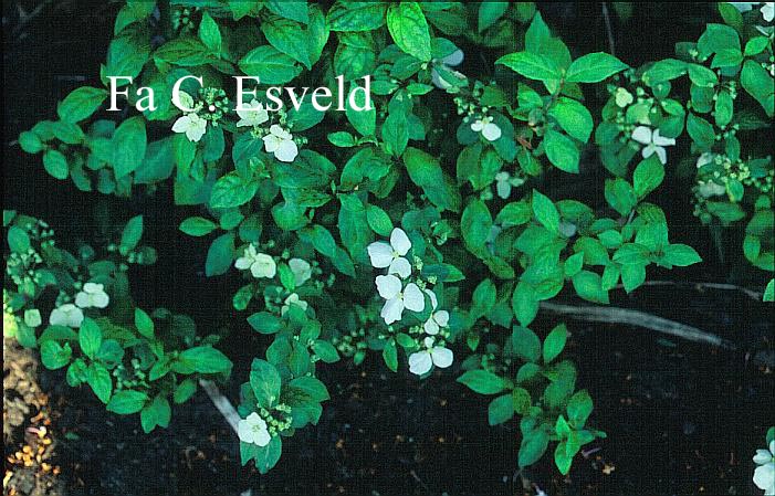 Hydrangea scandens liukiuensis