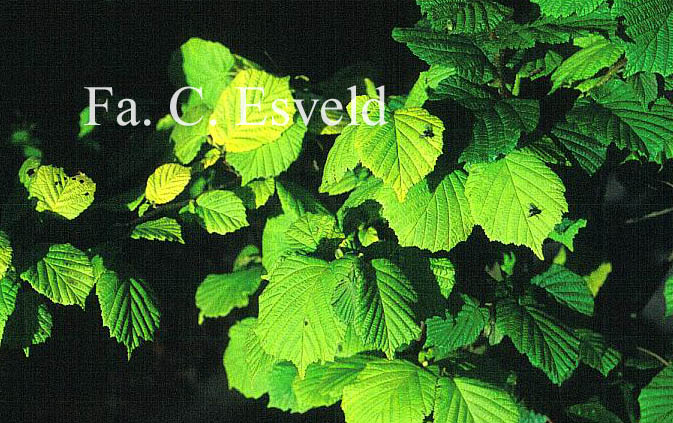 Corylus avellana 'Aurea'