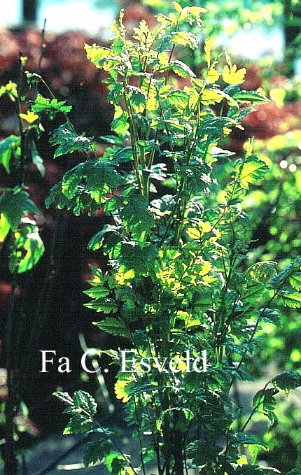 Koelreuteria paniculata 'Fastigiata'