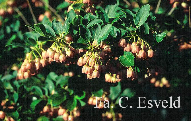 Enkianthus campanulatus