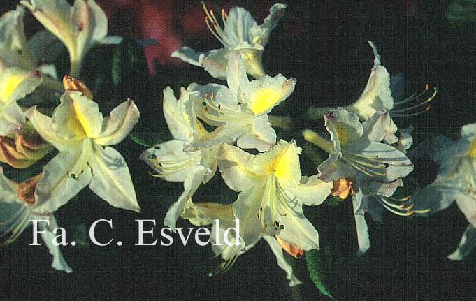 Azalea 'Daviesii'