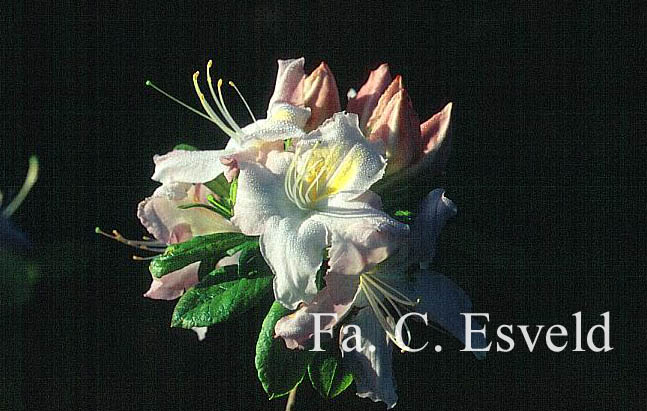 Azalea 'Sylphides'