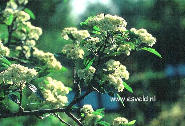 Sorbus minima