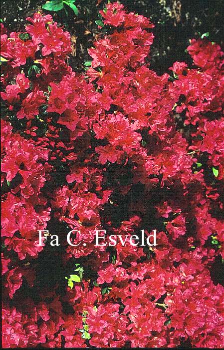 Azalea 'Sabina'