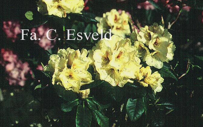 Rhododendron 'Goldbukett'