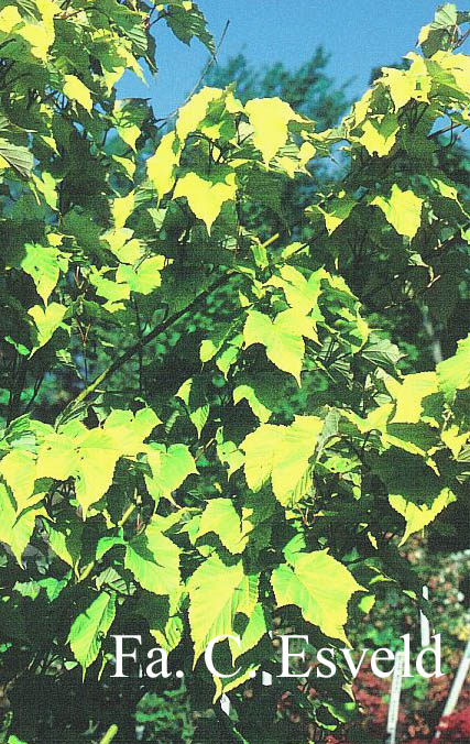 Acer capillipes 'Golden Increase'