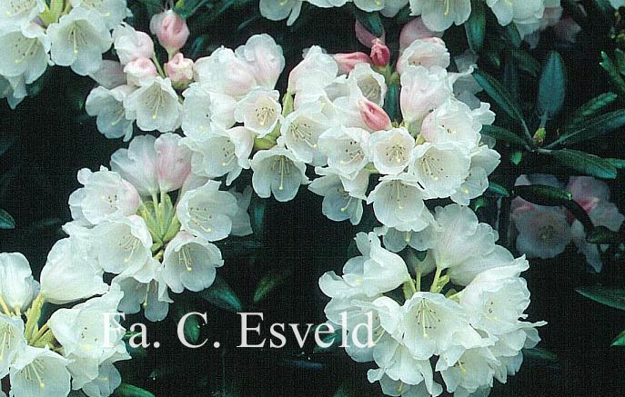 Rhododendron 'Edelweiss'