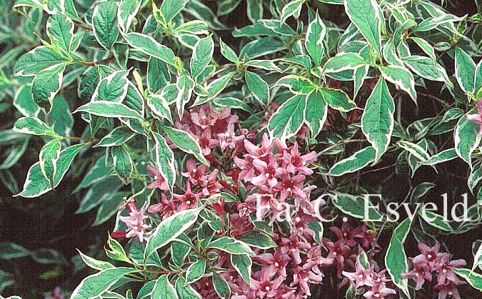 Weigela praecox 'Variegata'