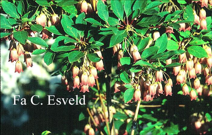 Enkianthus campanulatus 'Red Bells'