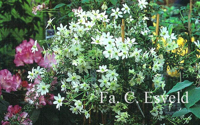 Clematis 'Early Sensation'