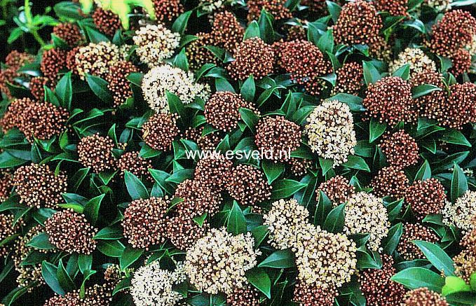 Skimmia japonica 'Marlot'