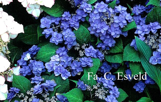 Hydrangea serrata 'Miyama yae murasaki'