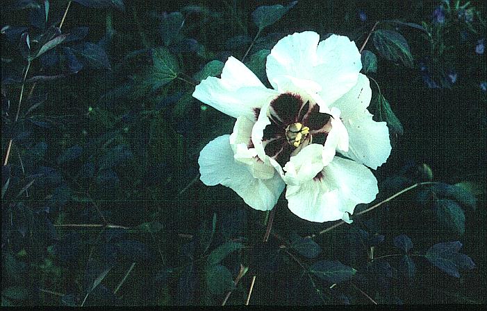 Paeonia rockii
