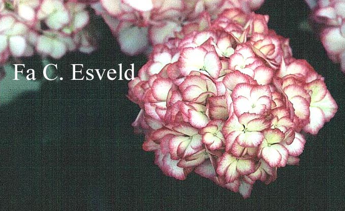 Hydrangea macrophylla 'Ripple'