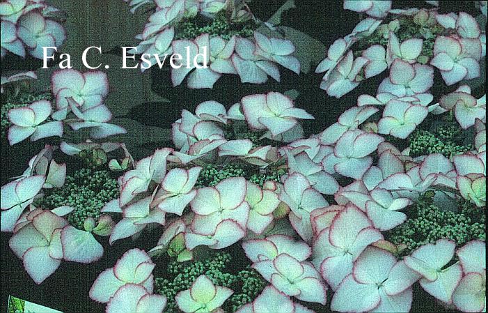 Hydrangea macrophylla 'Love You Kiss' (HOVARIA)