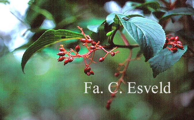 Viburnum erubescens gracilipes