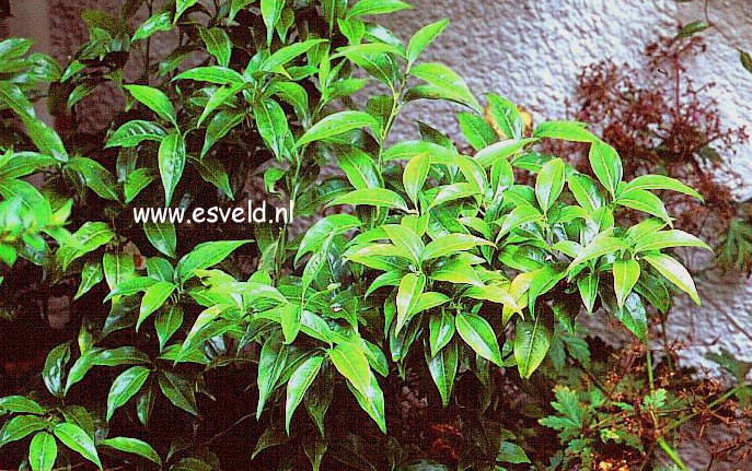 Sarcococca wallichii