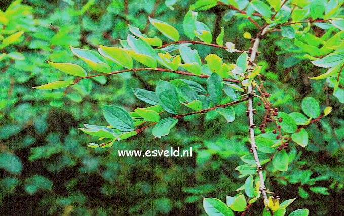 Coriaria nepalensis