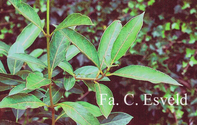 Viburnum arboricolum