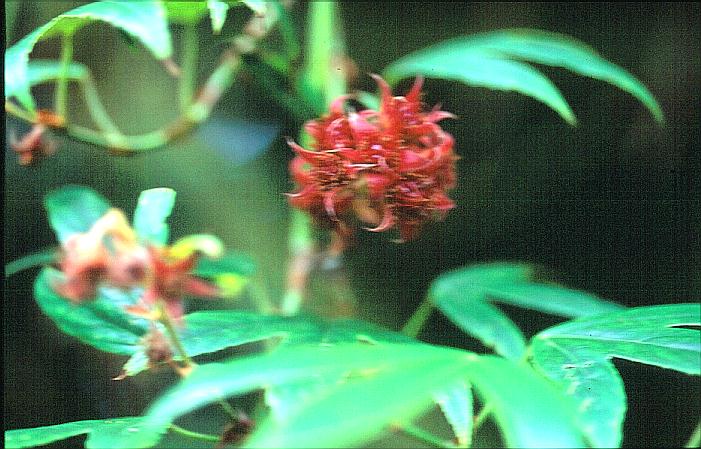 Rubus henryi bambusarum