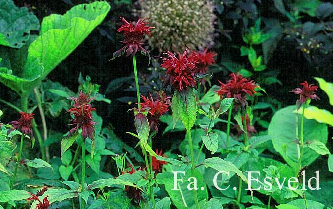 Monarda 'Adam'