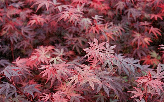 Acer palmatum 'Brandt's Dwarf'