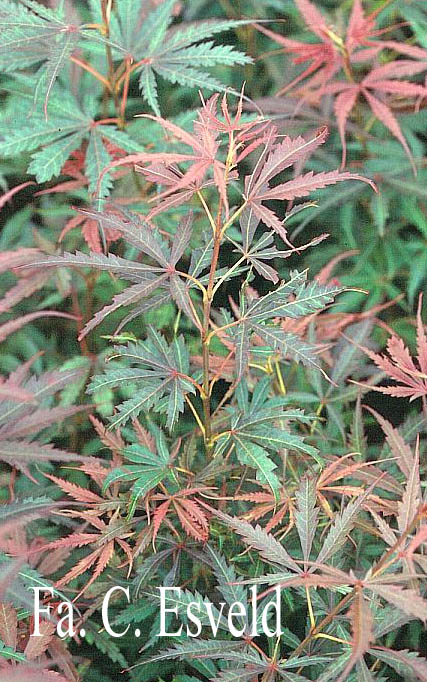 Acer palmatum 'Jerre Schwartz'