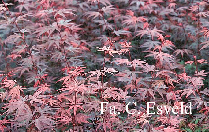 Acer palmatum 'Brandt's Dwarf'