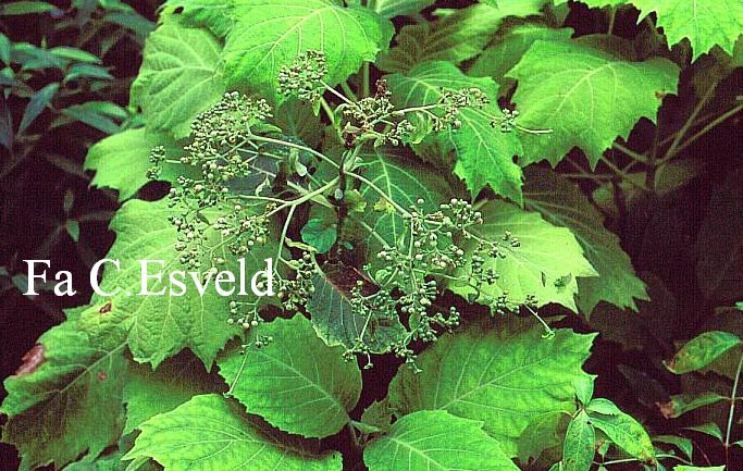 Hydrangea sikokiana