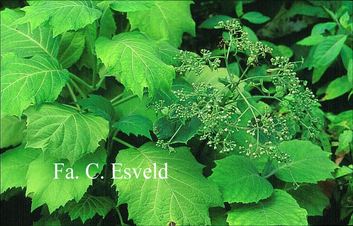 Hydrangea sikokiana