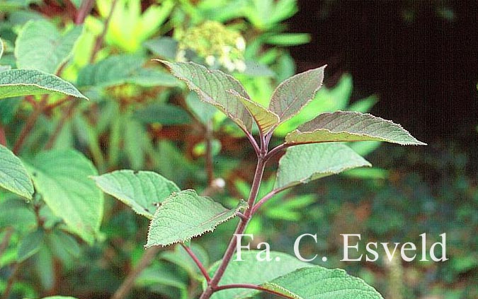 Hydrangea heteromalla