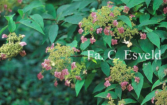 Hydrangea heteromalla 'Bretschneideri'