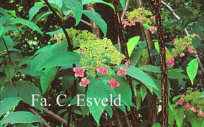 Hydrangea heteromalla 'Bretschneideri'