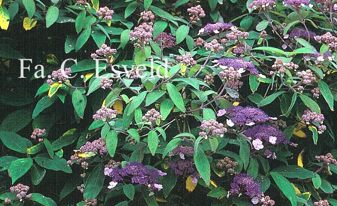 Hydrangea villosa