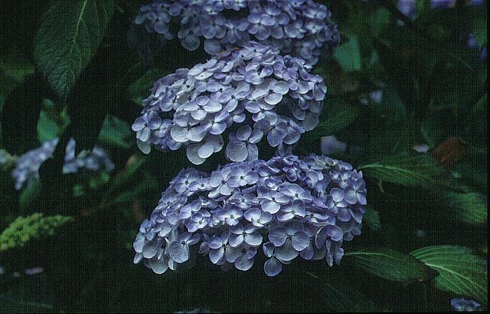 Hydrangea macrophylla 'Trebah Silver'